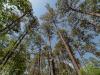 Long live the longleaf pines: National Fish and Wildlife Foundation awards restoration funds for multiple GA projects