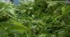 North Carolina lawmakers delay vote on hemp restrictions after demonstrations