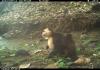 From Adoption to Kidnapping, 7 Strange and Surprising Ways Monkeys Interact With Other Animals