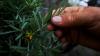 Ladakh’s sea buckthorn gold rush. Entrepreneurs are minting crores from ‘Sanjeevani booti’