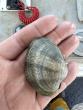 Manila Clams, Popular on Menus Around the Globe, Are Found in Local Waters