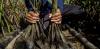 The world’s mangrove forests are bouncing back. That’s good news for our coasts and climate