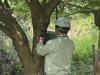 Bears Cast Shadow over Northeastern Japan's Summer Festivals