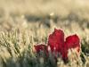 Farmer’s Almanac Predicts First Frost Dates of 2026