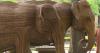 Exhibit with 100 life-sized elephant sculptures arrives in Boston
