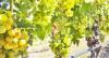 Rogue Valley celebrates #1 Wine Region award with keynote speech