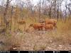Cambodia’s Forest Communities Fight to Protect Wildlife from El Niño Drought