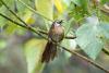A gentle bird found only in Nepal is still waiting for the world to notice
