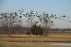 Arkansas Outdoors: U.S. Fish and Wildlife Service change will hurt ducks