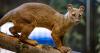 Racine Zoo welcomes two Fosa sisters Mahery and Anansi from Central Florida Zoo