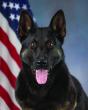 Four-Legged Heroes: Memorial run honors police K-9s