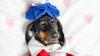 US veterinary development program for Argent’s cannabinoid formulation CannEpil