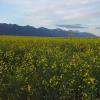 Sunny yellow canola offers another tool for Mission Valley farmers