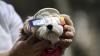 Where to get safe solar eclipse glasses in Scotland and how to spot fakes