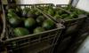 US suspends avocado imports from Mexican state