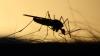 KDHE warns of West Nile virus risk statewide 