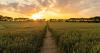 Environment charities urge Scotland to double organic farmland by 2031
