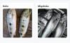 Improved value chain, digital platform boost Tanzania’s fish exports