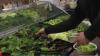 Cyclosporiasis outbreak: CDC expands list to include Iowa