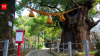 Hiroshima day 2026: The science behind how the city's "survivor trees" survived an atomic bomb and regrew from its ashes