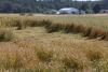 Grain harvest varies regionally in Latvia