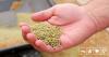 Global Uptake Of Plant-Rich Diets Could Help Reduce Emissions By 76%