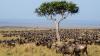 1 million wildebeest arrive after ancient trek to Kenya's Maasai Mara