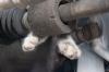 Rescuer crawls under car to save trapped kitten amid New York highway traffic
