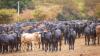 Pressure builds on government to ban Brazilian beef and poultry imports