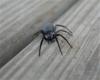 Kansas Woman Shares Warning After Suspected Spider Bite Results in Weeks-Long Hospital Stay