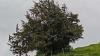 More than 1,100 years old: Germany's oldest tree discovered