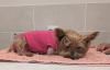 Florida Yorkshire terrier is recovering after gator attack broke 4 ribs, collapsed both lungs