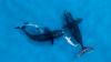 Off Australia's west coast, drone footage captures striking whales below the surface