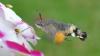 UK sees ‘really unusual’ rise in hummingbird hawk-moth sightings this summer