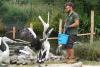 UK’s only flock of Australian pelicans arrives at WWT London