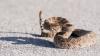 2 rattlesnakes 'dance' beside California storm drain as bite-related emergency calls rise
