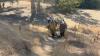 California man trying to save cat falls from tree, triggers rescue
