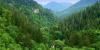 Georgia detects 1,026 illegal forest use cases in seven months, 112 in July
