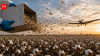 Why scientists released billions of sterile moths across American cotton fields to defeat one of agriculture's most destructive pests