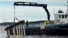 Queens using sheep wool for plastic free seaweed farming