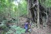 In Manila’s shadow, a forest refuge still shelters rare plants