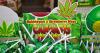 Senate Waffles on Banning Hemp-Derived THC