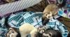 Sammy’s Clubhouse is the region’s only ferret-focused rescue, and helps educate people on the needs of these often misunderstood companions