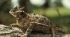 Some Kansas Animals, Birds and Insects Seem to be Disappearing from the Prairie (Where Is the Horny Toad?)