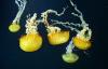 Jellyfish have ‘really blossomed’ in Ocean City and more beachgoers are feeling their sting