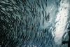 Iceland Puts Fisheries at Heart of EU Referendum
