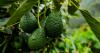 U.S. suspends avocado inspections in Mexican state of Michoacan due to threat