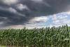 What a Super El Niño means for American farmers in fall and winter