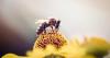 Changes to Bee Law and Rooting Out Adulterated Honey