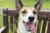 Dogs Trust: Gem the Whippet and Terrier Patch both need rehoming in Northern Ireland